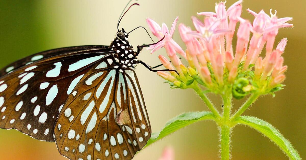 Plant Arthropod Interactions Amnh