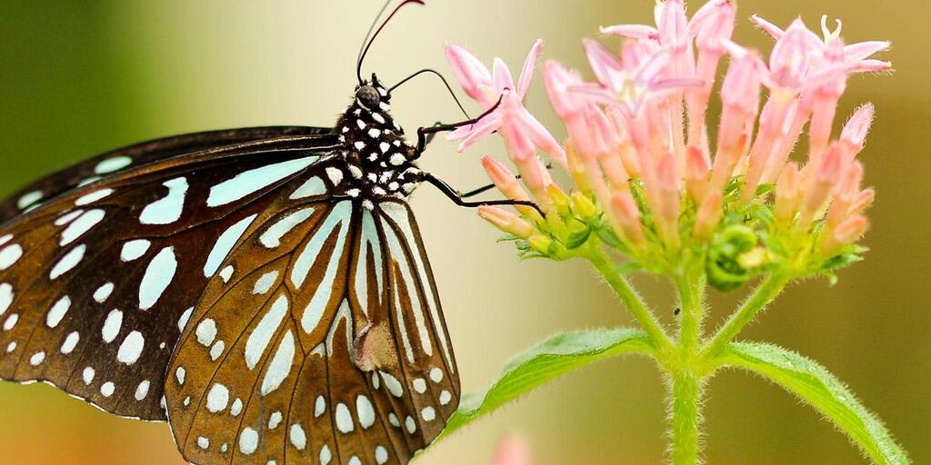 Plant Arthropod Interactions Amnh