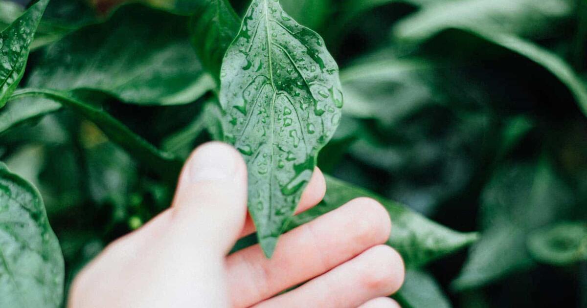 How To Mount Dried Plants