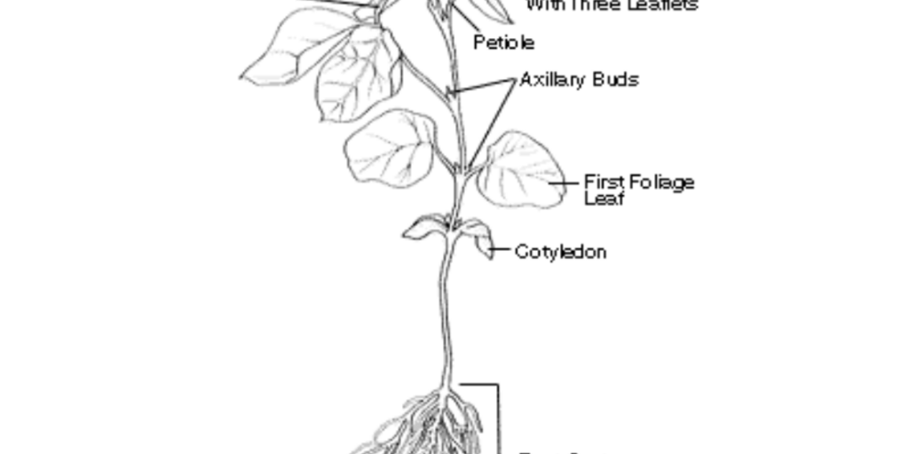 Soybean Plant Illustration