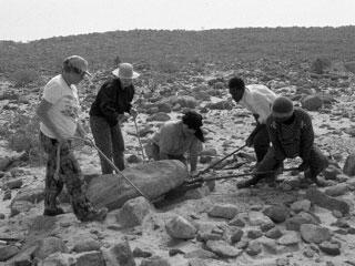 Five people on a dry rocky Sahara Desert landscape moving a large rock, a stromatolite, with ropes tied around it.