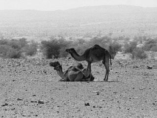 Two camels in the Mauritania desert.