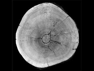 tree_rings_02