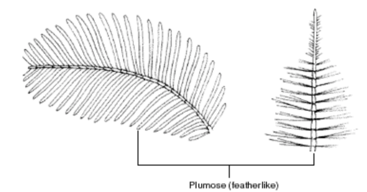 Arthropod Morphology Types Of Antennae AMNH