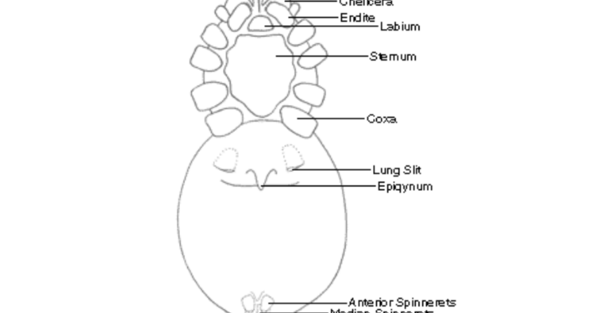 Parts Of A Spider Female Spider Ventral View