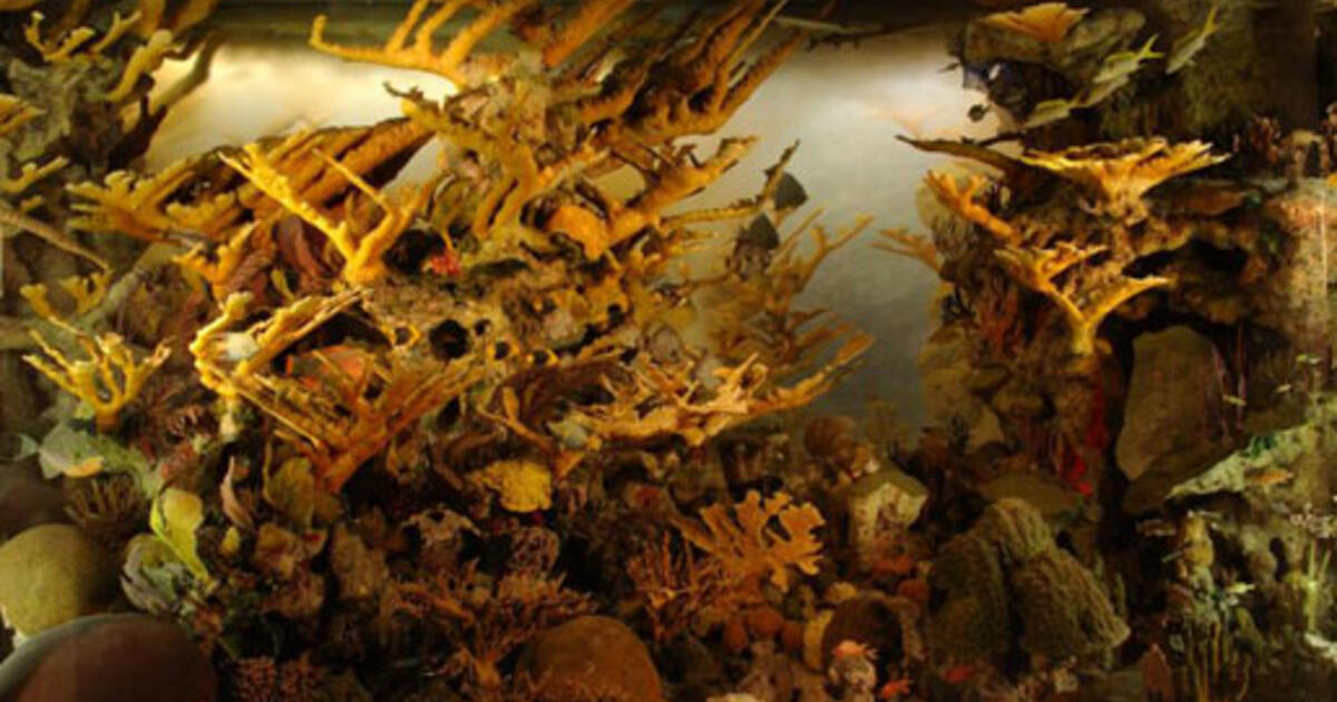 Ocean Life Educator Resources Water vs. Land AMNH