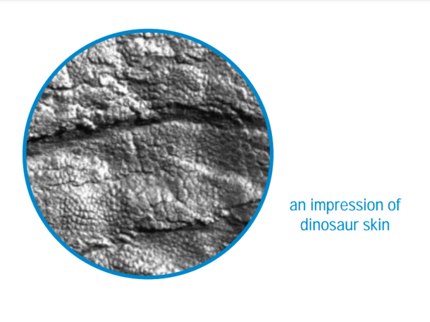 What is a Fossil activity listing image