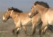 runninghorses_185