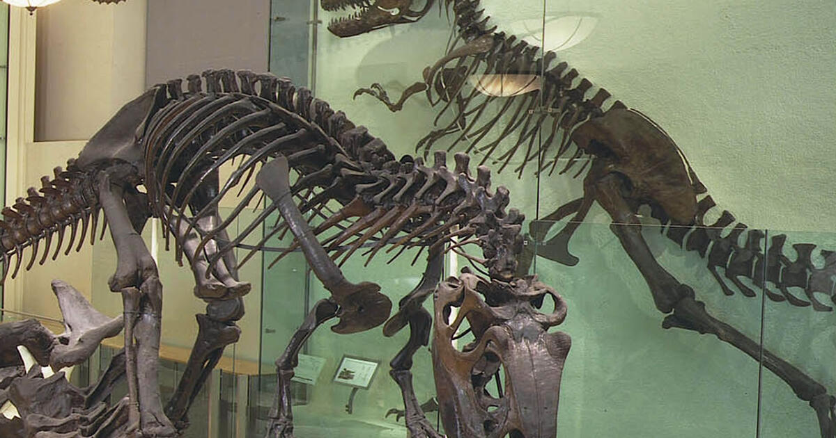 Science Topic Dinosaur Discoveries Amnh