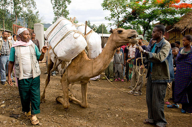 Two adults stand near a camel carrying two large sacks on its back and has its front legs on the ground. 