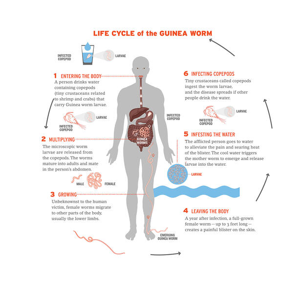 A labeled illustration depicting the 6-step life cycle of guinea worm from entering the body to infesting the water again.