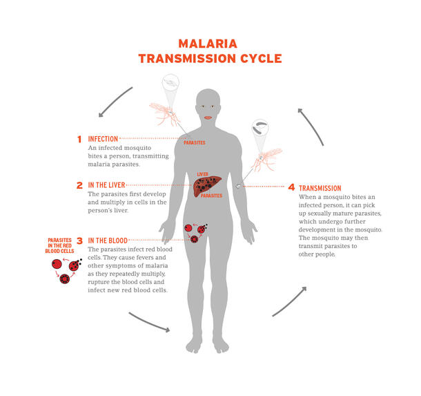 A graphic depicting the transmission cycle of malaria from infection via mosquito bite to transmission when a mosquito bites an infected person.