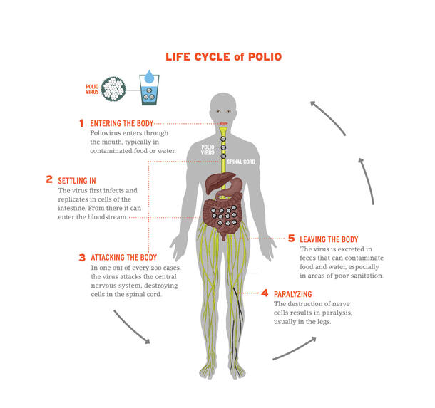 A graphic depicting the life cycle of polio from entering the body via contaminated food or water to recontamination due to poor sanitation.