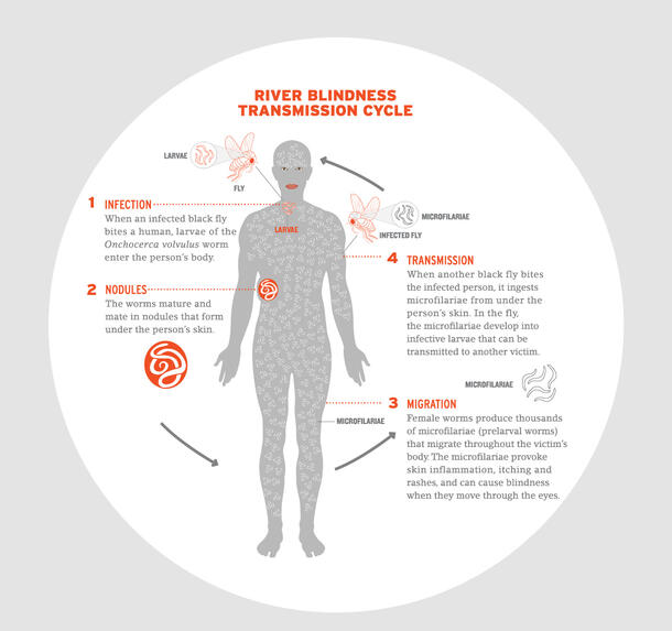 A graphic depicting the transmission cycle of river blindness from infection via black fly and another black fly biting an infected person and spreading the disease.