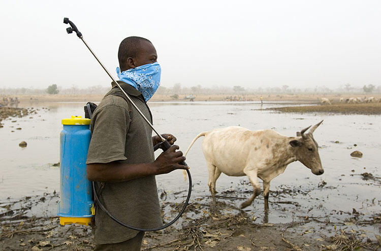 A worker wearing a bandana over their face and a sprayer tank on their back stands in a muddy area beside a cow with short horns.