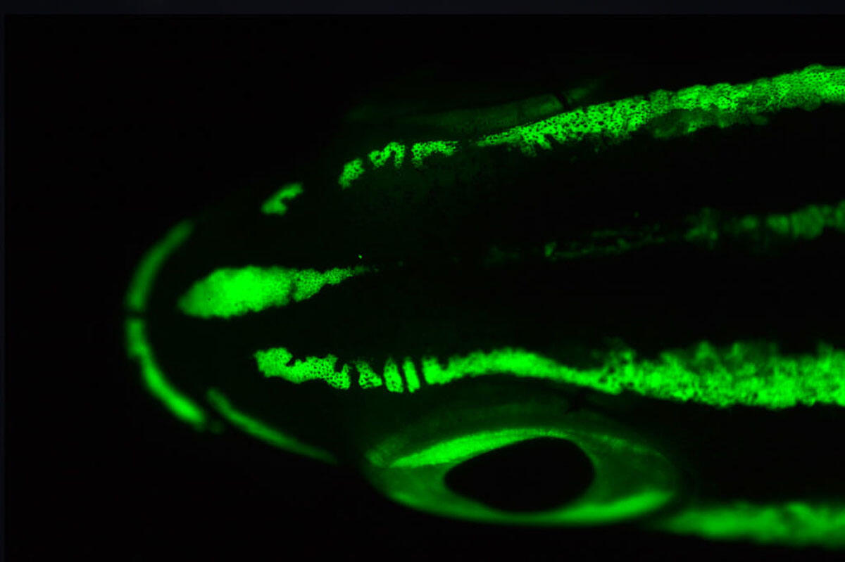 The fluorescent head of a bream glowing in the dark.