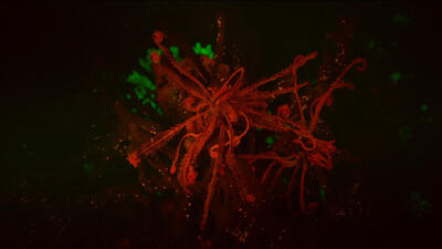 A fluorescent crinoid in dark water, its feeding arms reaching out in all directions.