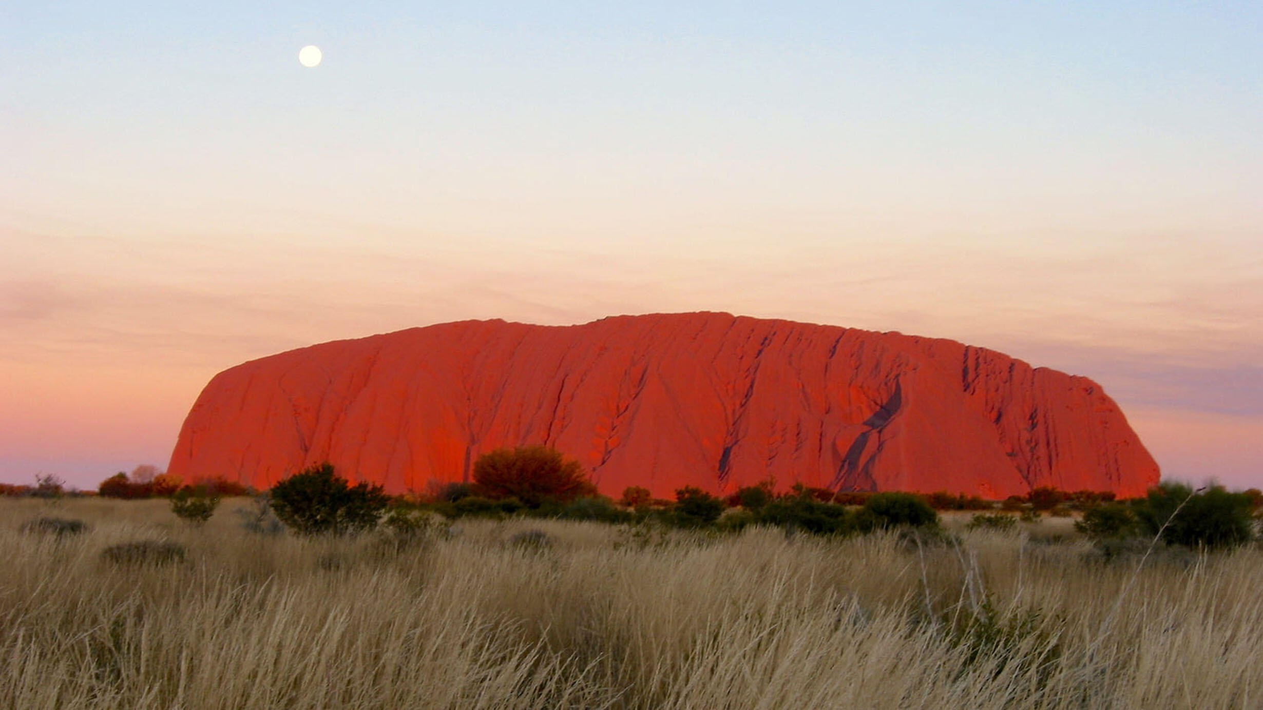 Uluru, or Ayers Rock, a massive sandstone monolith in the distance past tall grass at sunset in Australia. 