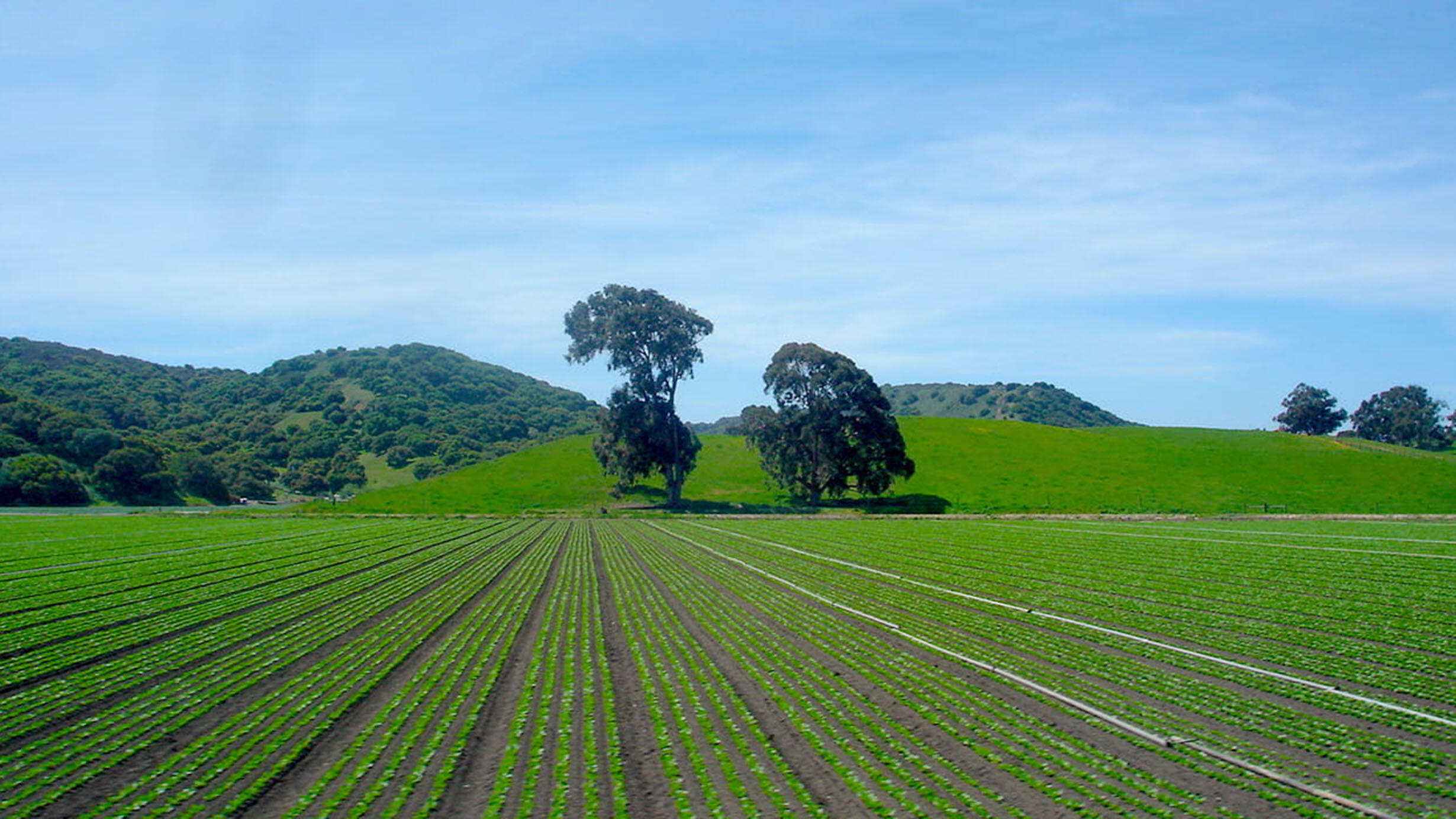 Farm field rows with rolling, verdant hills and two trees in the background in California's Central Valley.