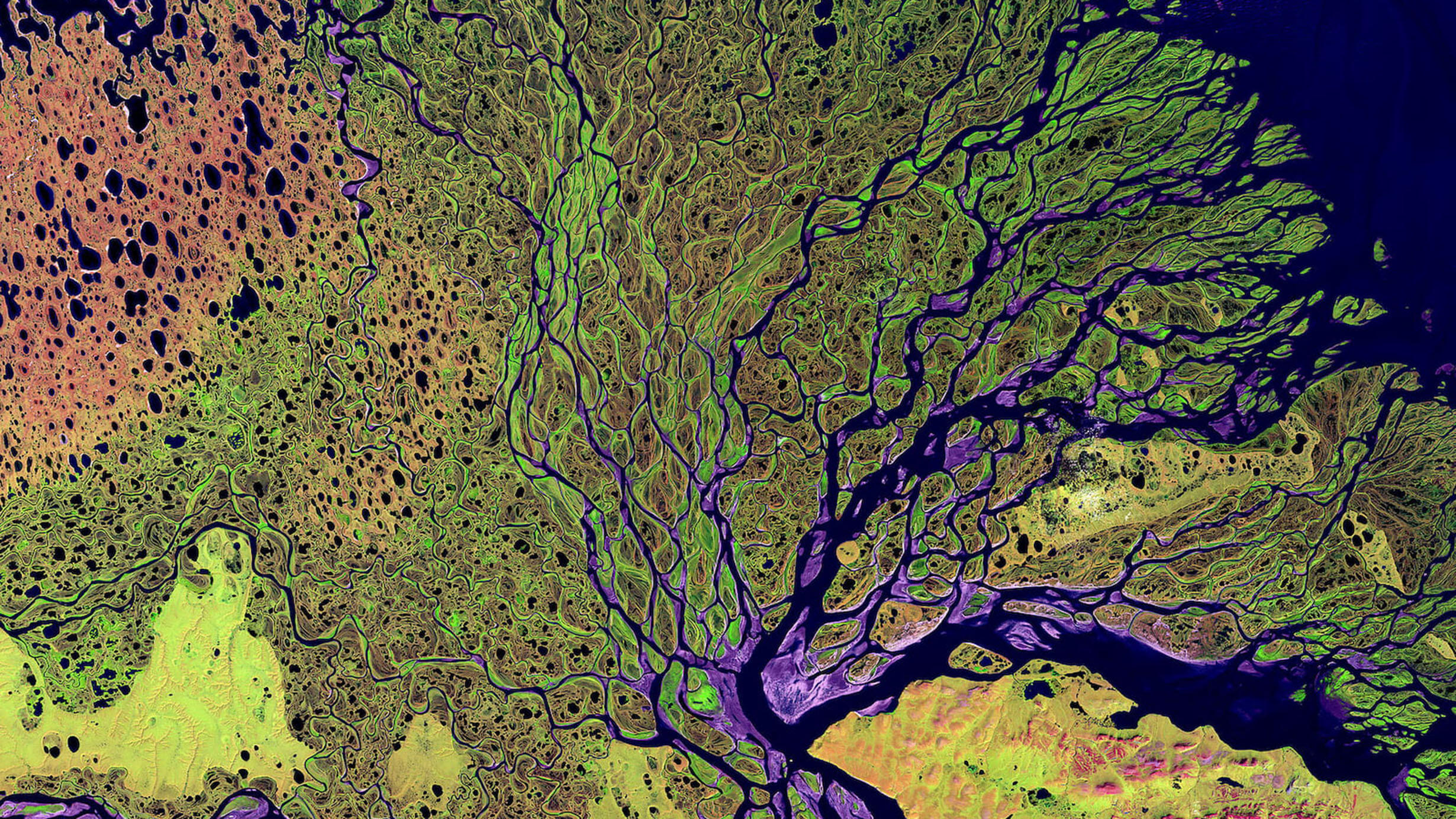A false-color composite image made with shortwave infrared, infrared, and red wavelengths of the 2,800 mile long Lena River in Russia.