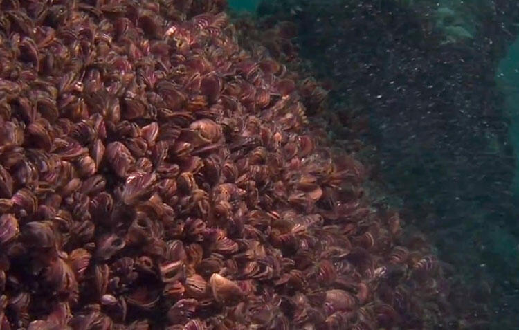 A dense mass of zebra mussels underwater.