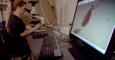 A scientist sits at a desk and peers into a microscope, with a zooplankton specimen showing up on a computer monitor screen beside the microscope.