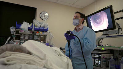 Dr. Ari Grinspan wearing a mask and medical gown holds the colonoscope and looks at a screen displaying the colon as the patient lies on the left side.