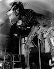 Barnum Brown stands on a ladder with one hand places on the top of a leg of a T. Rex fossil mount in the Museum.