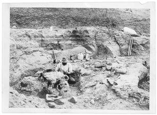 Paleontologist Peter Kaisen kneeling behind a partially unearthed T. rex skull at a dig site.
