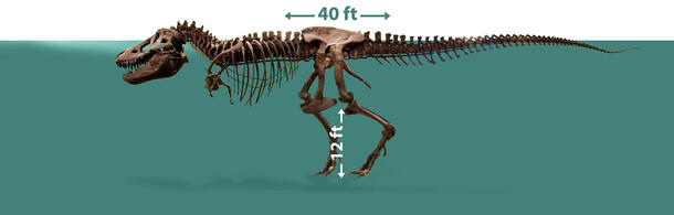 Side-view of a T. rex fossil skeleton with arrows indicating 12 ft between its knee and foot and a 40 ft. length from head to tail.