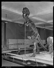 A child looks up at a T. rex fossil mount in a Museum hall.