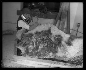 A paleontologist crouches beside a T. rex pelvis in a pallet and uses a tool to chip at it. 