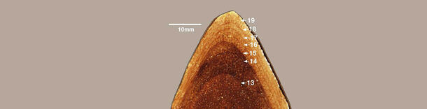 Close-up on a T. rex rib bone with growth rings with arrows indicating lines that represent ages 13 through 19.