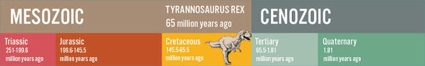A timeline of Earth's geological periods, placing Tyrannosaurus Rexes in the Cretaceous period, 65 million years ago.