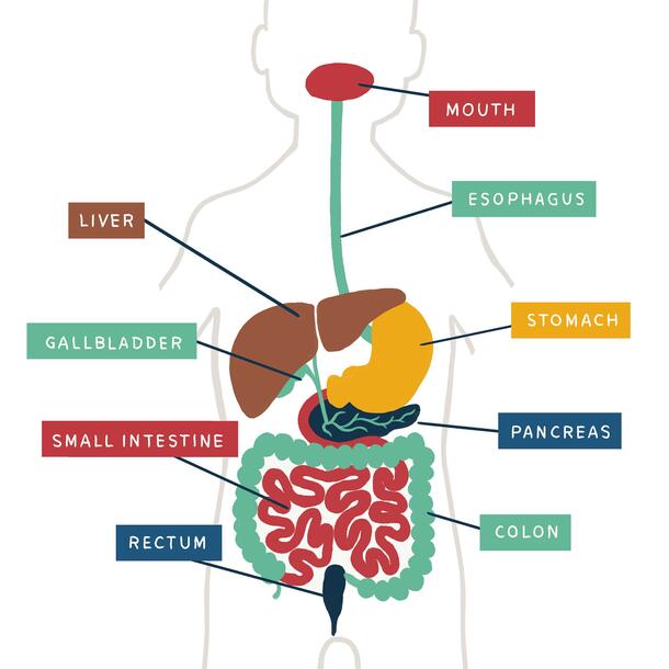 Illustration showing human digestive system