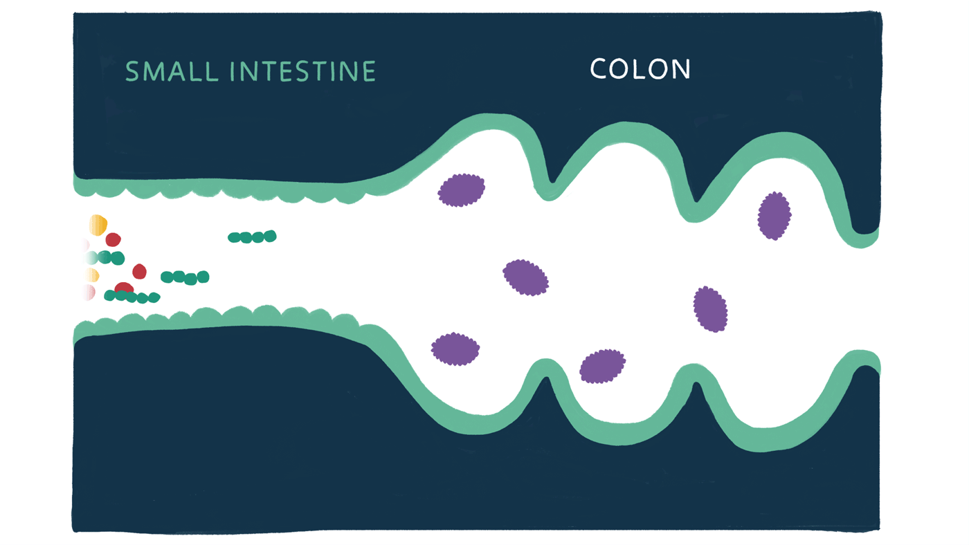 Animation illustrating absorption of nutrients in the colon