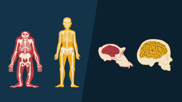 Side-by-side renderings of a chimp and human skeleton, and a chimp and human skull.