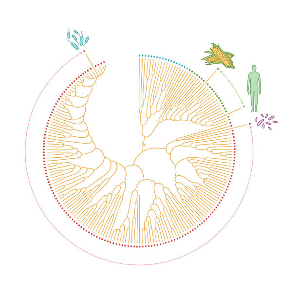Illustration of a circular phylogenetic tree of life showing distance between a tree from humans and corn.