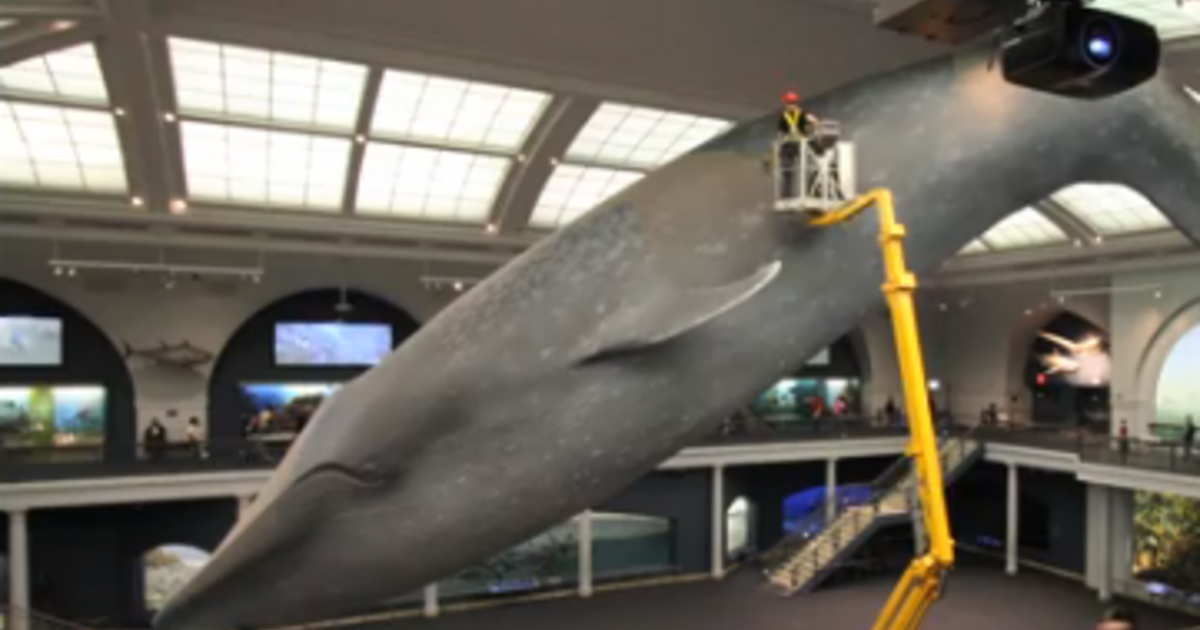 Blue Whale Watch the Whale Wash AMNH