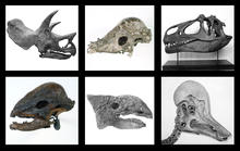 About Dinosaurs