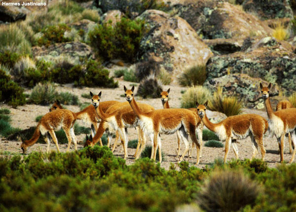 A group of vicuña in the wild.