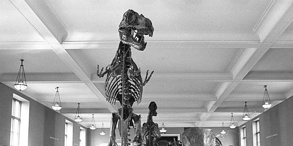 amnh t rex exhibit