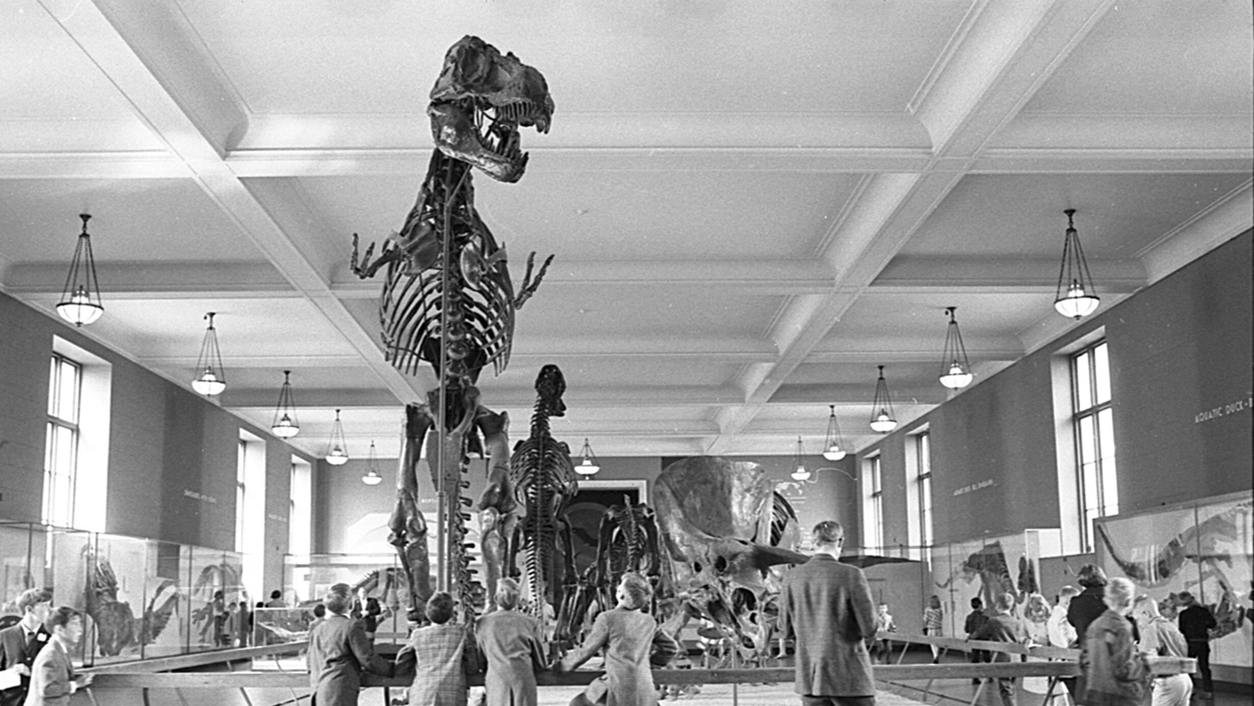 In this archival image, Museum visitors gather around the T. rex mount, seen in its formerly upright stance with three claws.