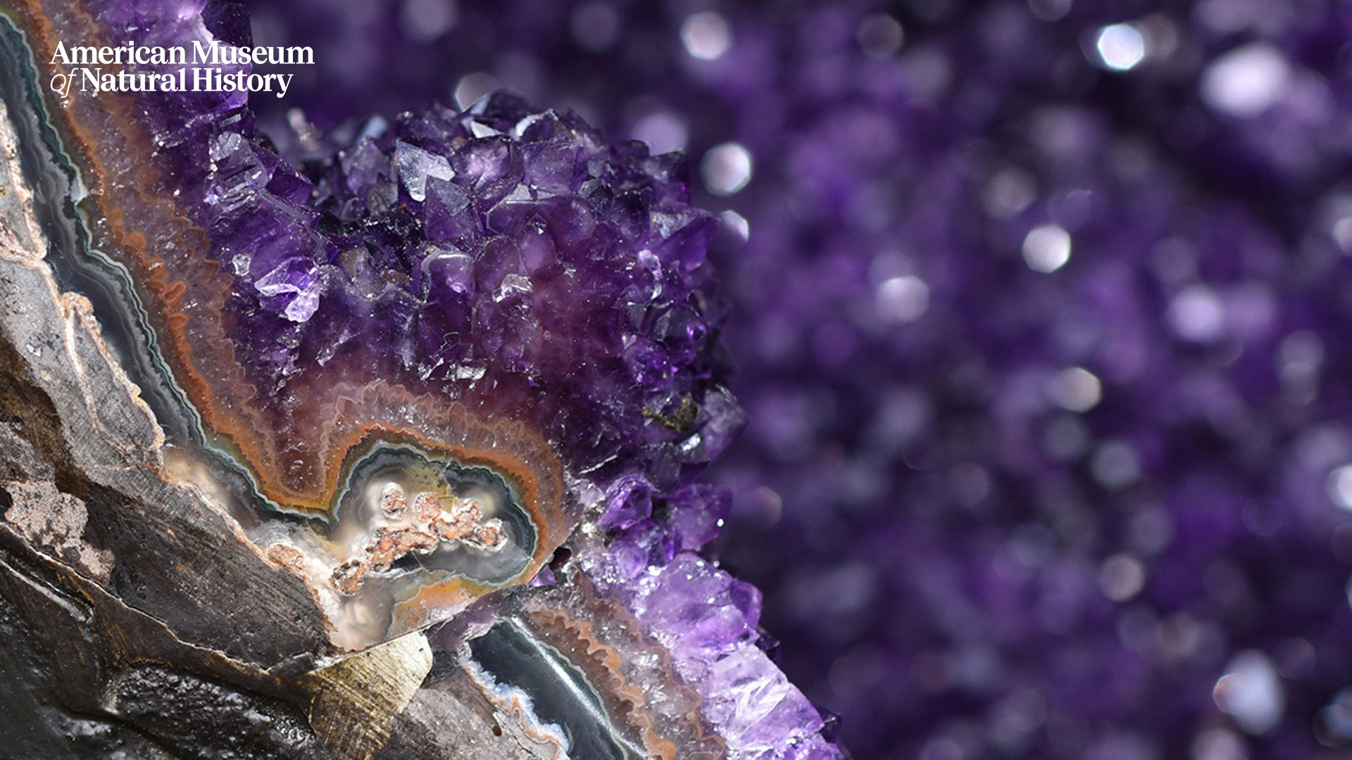 Digital Backgrounds for Meetings: Dinosaurs and Dioramas | AMNH