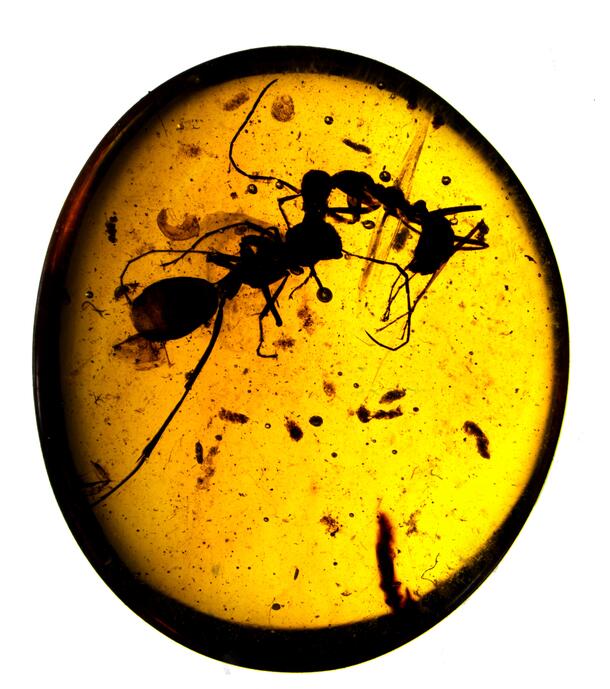 Workers of two different ant species fighting in a polished oval amber fossil.