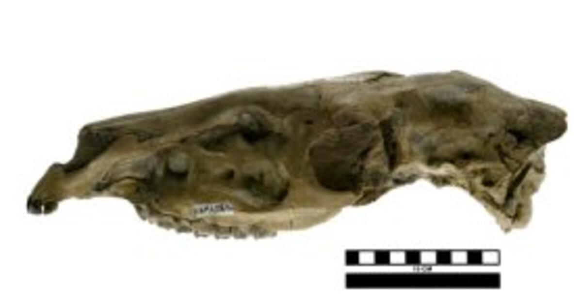 Fossils and Living Species AMNH