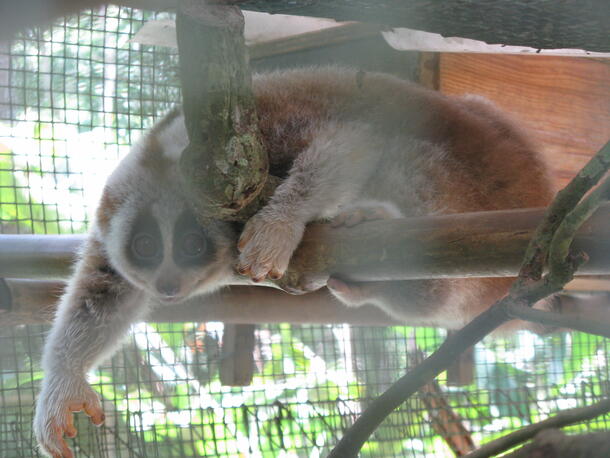 A Bengal slow loris lying on a branch inside of an enclosure.