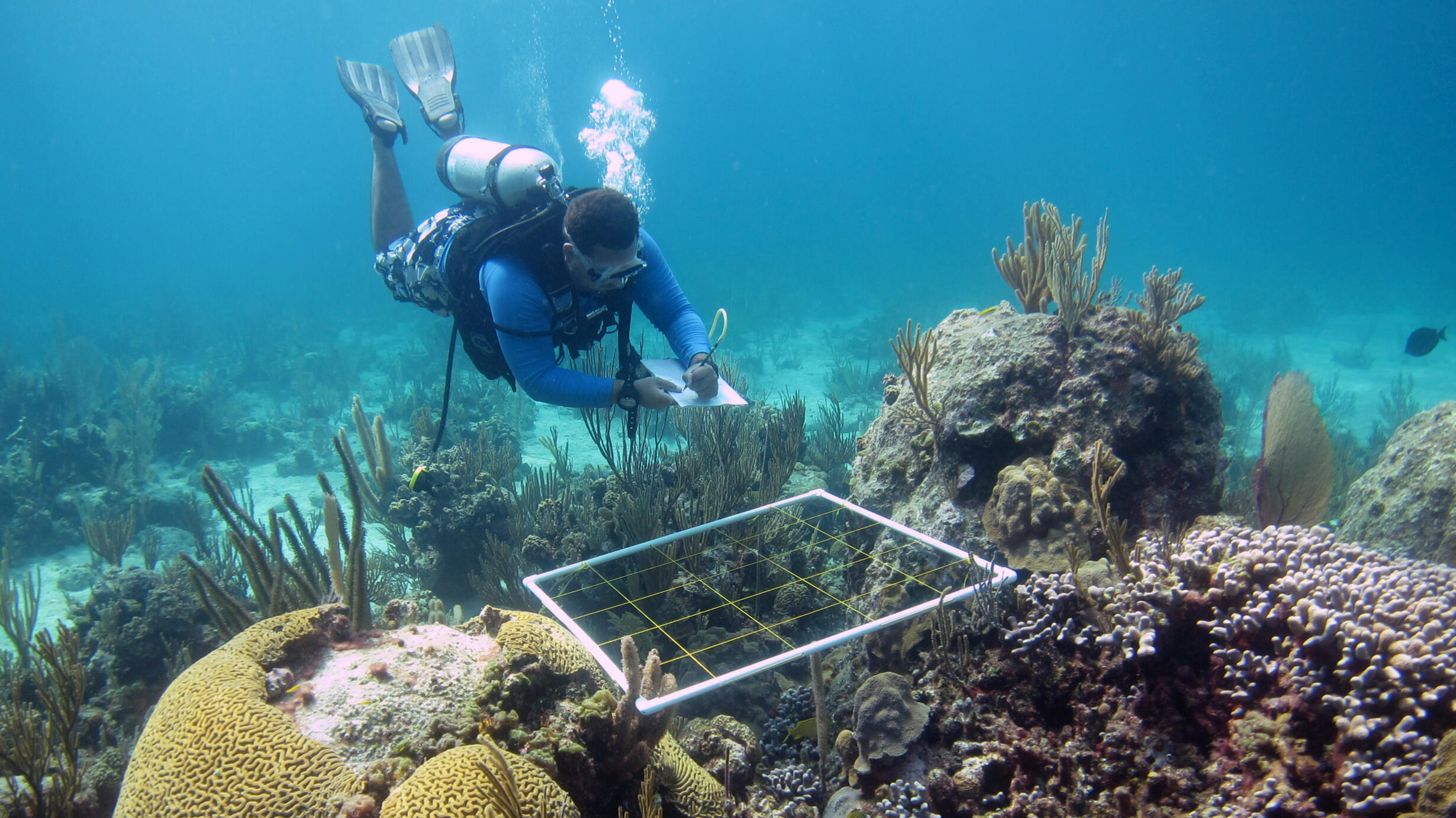 A diver takes notes underwater and observes a rectangular object over a coral reef.