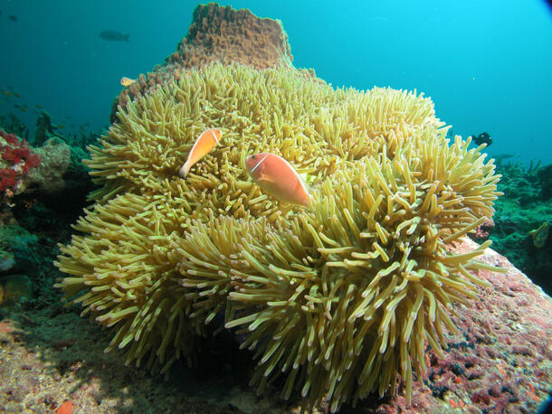 Two colorful fish with single pale stripes swim by bright anemone underwater.