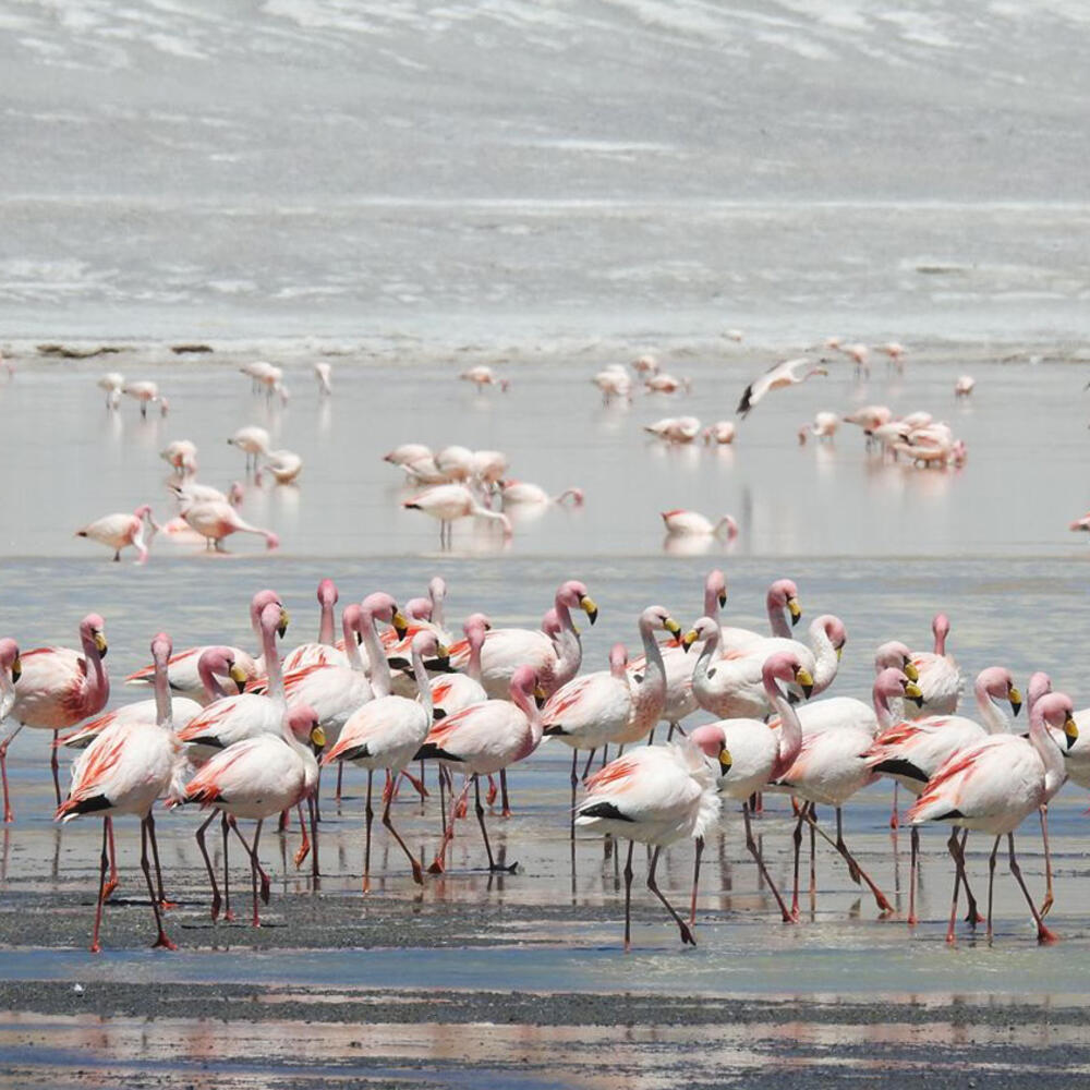 Around a hundred flamingos standing in shallow water and swampy ground.